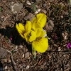 Iris danfordiae -- Danford-Schwertlilie